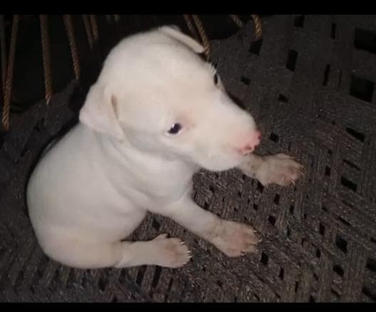 gull terrier puppies
